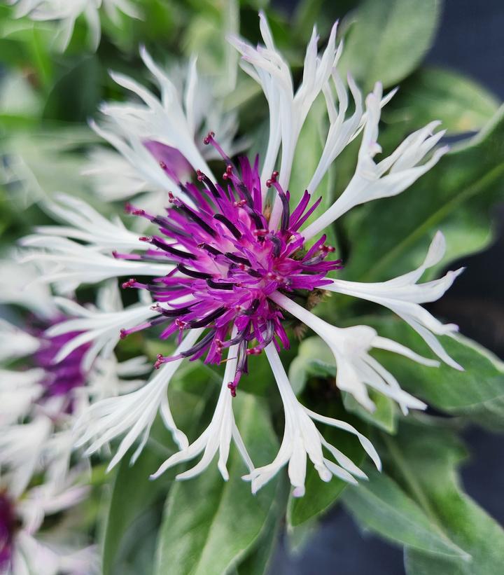 1G Centaurea 'Amethyst In Snow' - Bachelors Button - 1003442