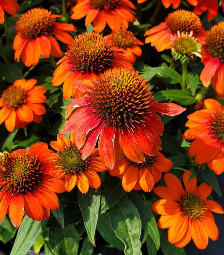 1G Echinacea Sombrero 'Fiesta Orange' - Coneflower - 1013369