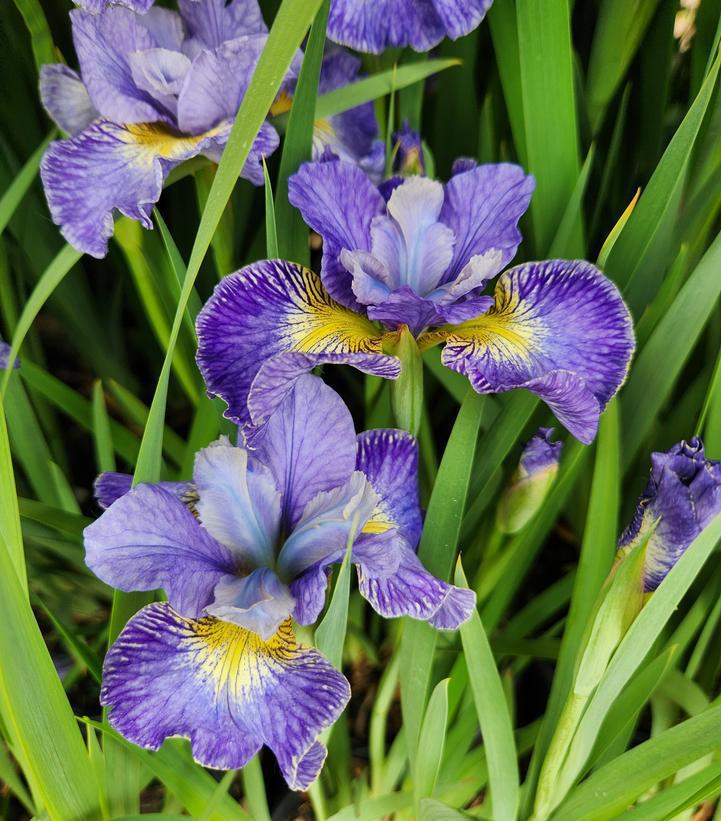 1G Iris Sibirica 'Cape Cod Boys' - Siberian Iris - 1013005
