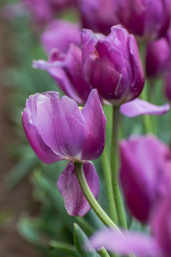 10" Bulb Pan Tulip - Purple