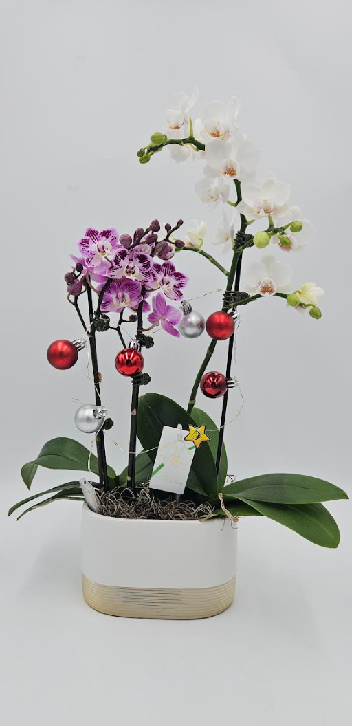 4x7" Orchid Phalaenopsis Duo - Christmas Delight w/ LED Lights - T5799