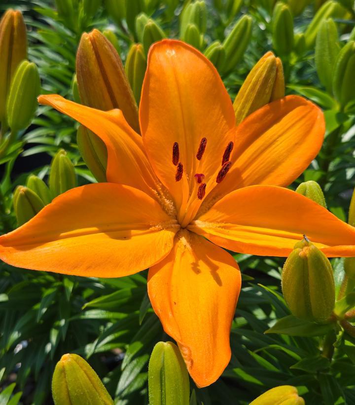 1G Lilium Fantasiatic 'Peach' - Lily - 1015507