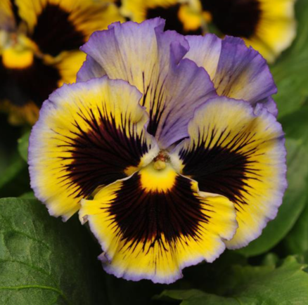 806 Pansy - Frizzle Sizzle Yellow Blue Swirl