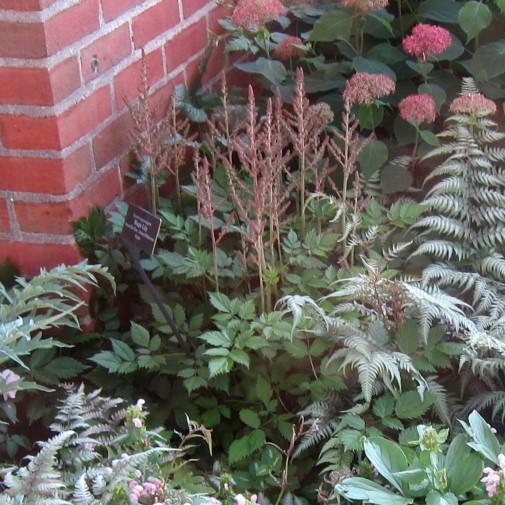 Vision in Pink Chinese Astilbe
