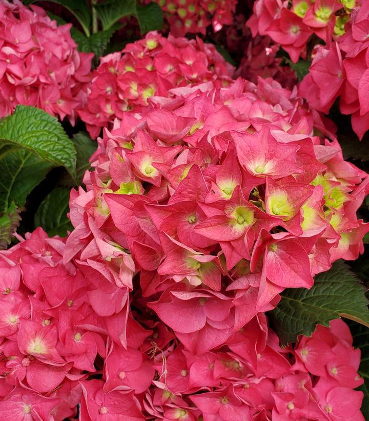 2G Hydrangea Macrophylla Endless Summer 'Summer Crush' - 1009929