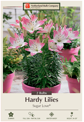 Lily Sugar Love Bulbs - 2 Count - 3820158770