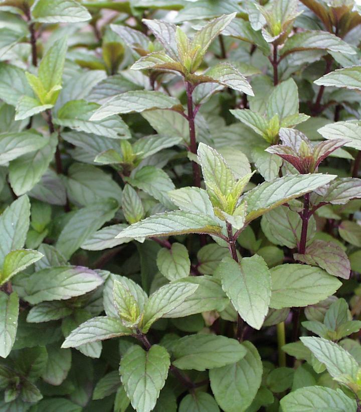 1G Mentha Piperita 'Chocolate' - Chocolate Mint - 1000653