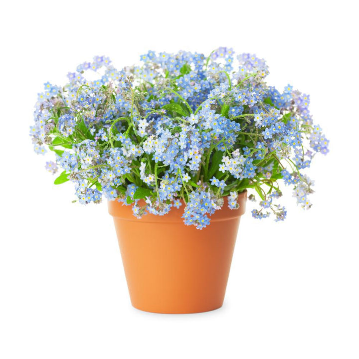 Quart Perennial Myosotis Forget Me Not Full Sun/Part Shade