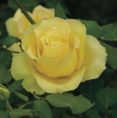 3G Rose Bush - 'St. Patrick' Yellow