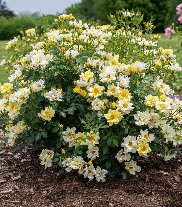 3G Lemon Drift Rose Bush - Pale Yellow - 2720
