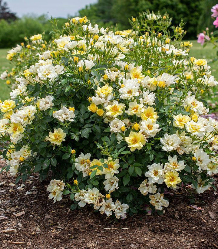 3G Lemon Drift Rose Bush - Pale Yellow - 2720