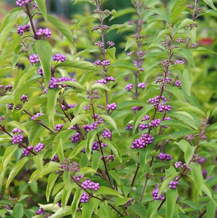 Early Amethyst Beautyberry