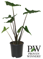 17 CM PW Alocasia Jungle Music - G0668