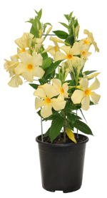6.75" Mandevilla Yellow Small Leaf - T3026