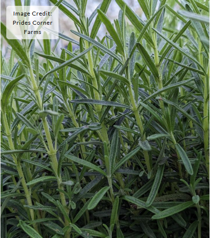 3G Rosmarinus Gorizia (Gorizia Rosemary)