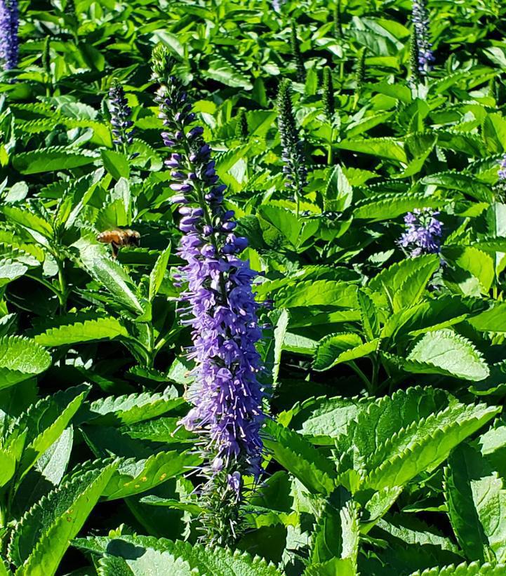 8" Veronica X 'Seaside' -  Speedwell - 1015143