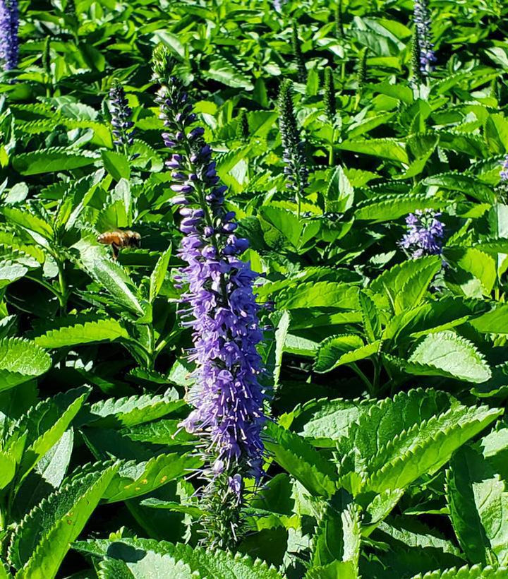 8" Veronica X 'Seaside' -  Speedwell - 1015143