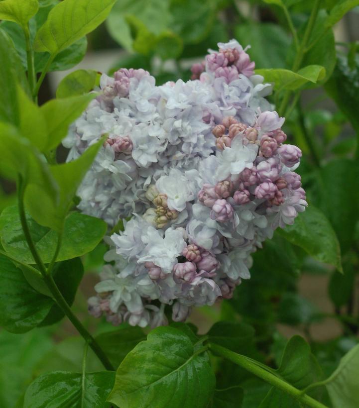 5G Syringa 'Equinox Valley' Equinox Valley Lilac 1010014