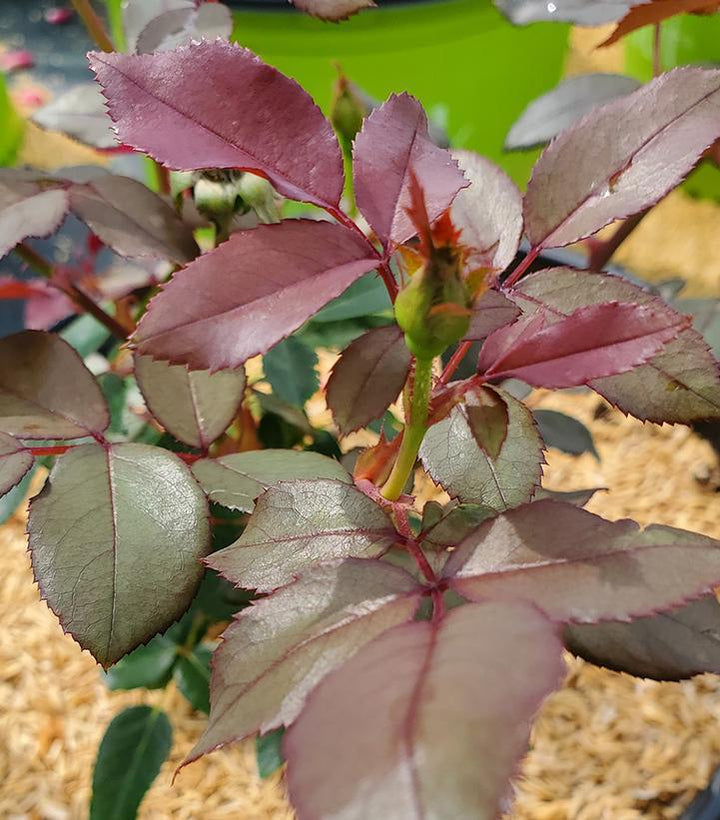 2G Rose Bush - Rosa 'Double Knock Out' - Red - 1007429