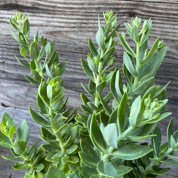 Autumn Joy Stonecrop