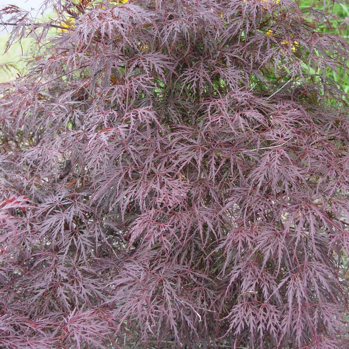 15G ACER PALMATUM DISECTUM TAMUKEYAMA Laceleaf Weeping Japanese Maple Everde