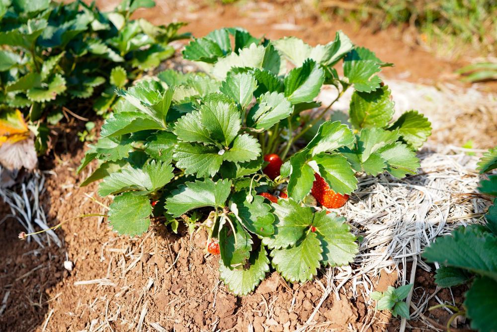 1G STRAWBERRY 'EARLIGLOW' Earliglow Strawberry 1006884
