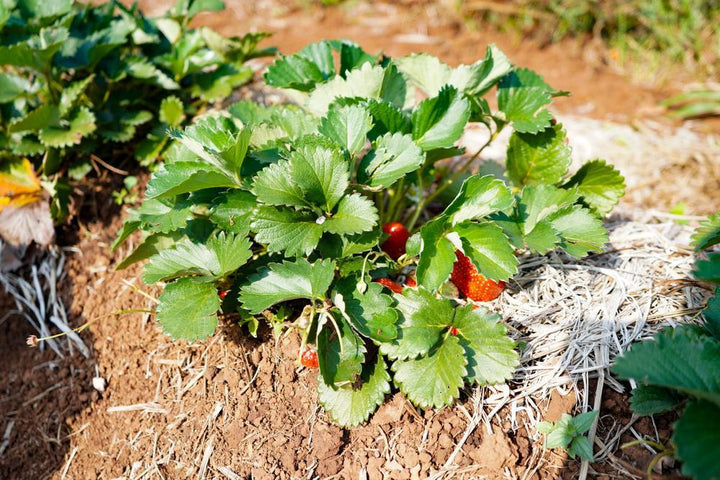 1G STRAWBERRY 'EARLIGLOW' Earliglow Strawberry 1006884