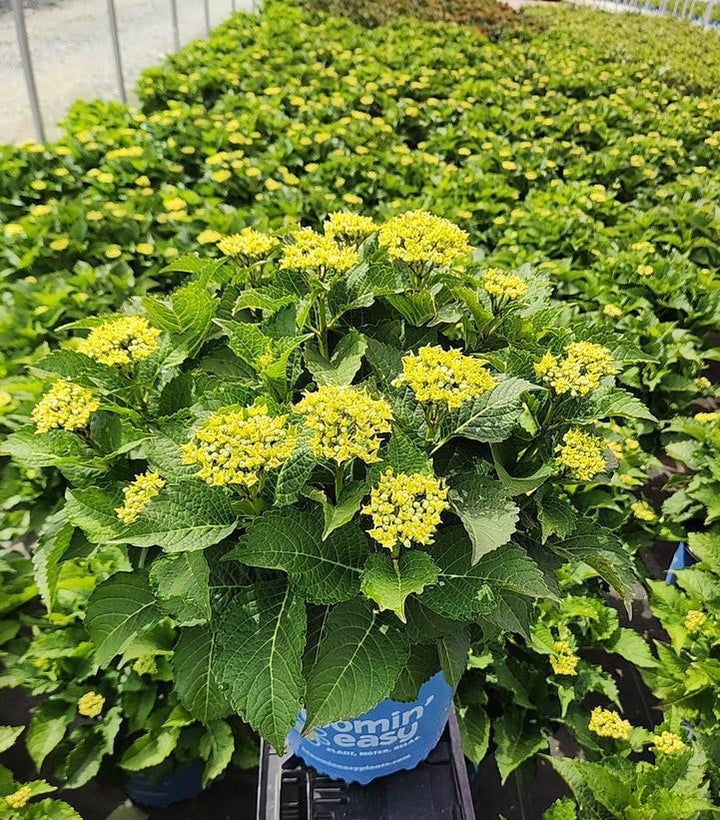2G Hydrangea Macrophylla 'Frill Ride' - Bigleaf - 1014470