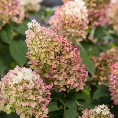 6G Hydrangea Paniculata - Little Hottie - 44186-0800
