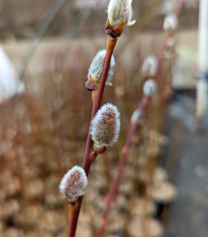 2G Salix discolor Pussy Willow 1001159