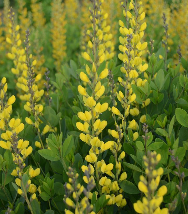 8" Baptisia 'American Goldfinch' American Goldfinch False Indigo: Patent PP30,478 1009721