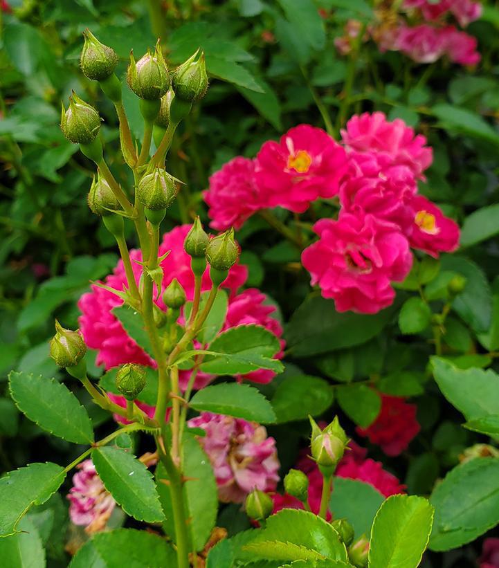 2G Rosa 'Oso Easy Peasy' (''Phyllis Sherman'') Oso Easy Peasy™ Rose: Patent PP29167