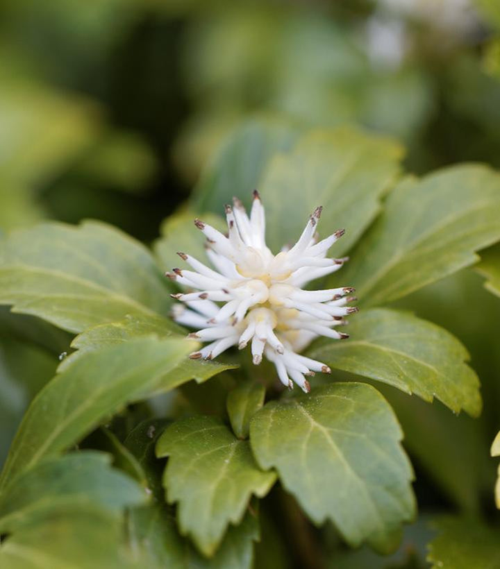 Flat Pachysandra Terminalis 'Japanese Spurge' 1021527 - 100 Rooted Cuttings