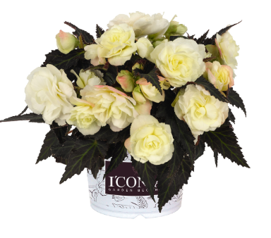 4.5" Terra Hiemalis Begonia - I'Conia Bacio White