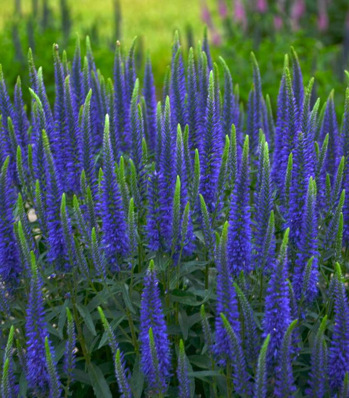 1G Veronica Magic Show 'Wizard of Ahhs' - Spike Speedwell - 1009666