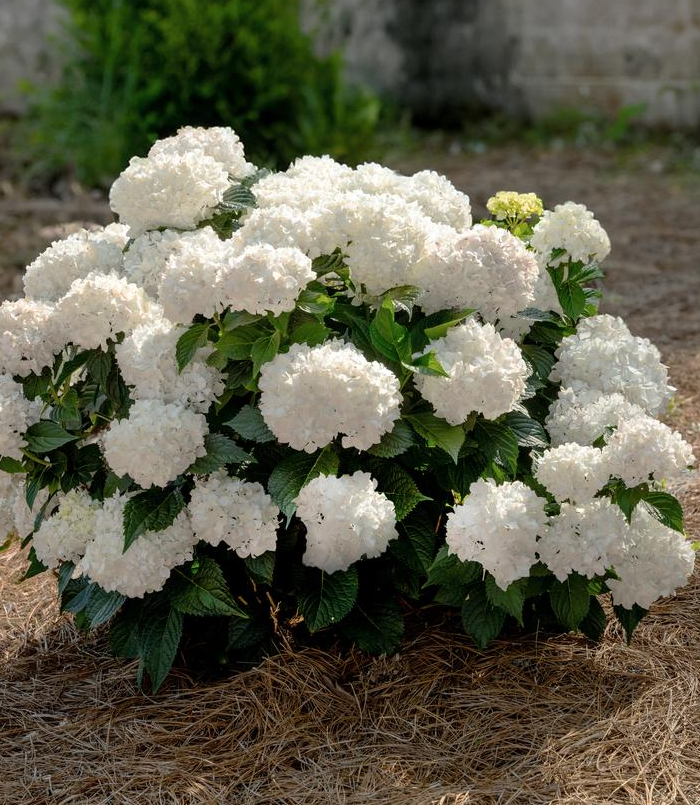 3G Hydrangea Macrophylla Endless Summer® 'Dreamcloud' - Bigleaf Hydrangea - 1021918