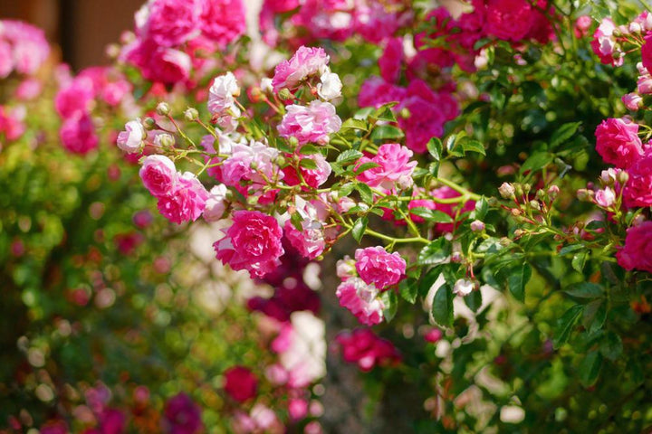 3G Rosa 'Zephirine Drouhin' - Pink Climbing Rose - 1003261