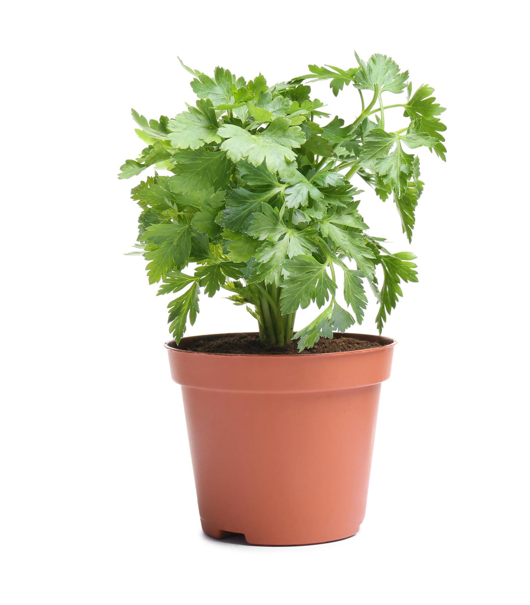4" Herb - Cilantro