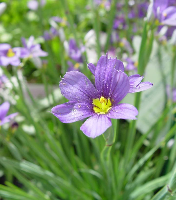 1G Sisyrinchium Angustifolium 'Lucerne' - Blue-Eyed Grass - 1003346