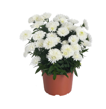 9" Aster - Showmakers Artic White