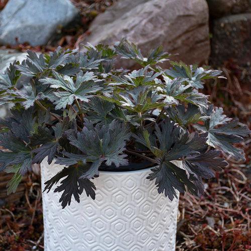 Boom Chocolatta Cranesbill