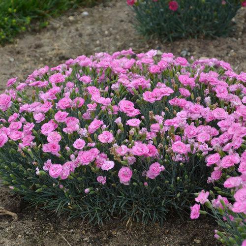 Fruit Punch® Sweetie Pie Dianthus