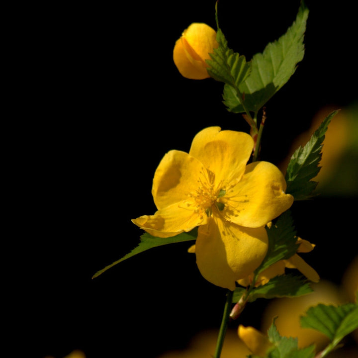 Golden Guinea Japanese Kerria