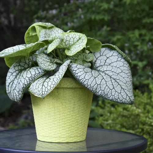 Jack of Diamonds Heartleaf Brunnera