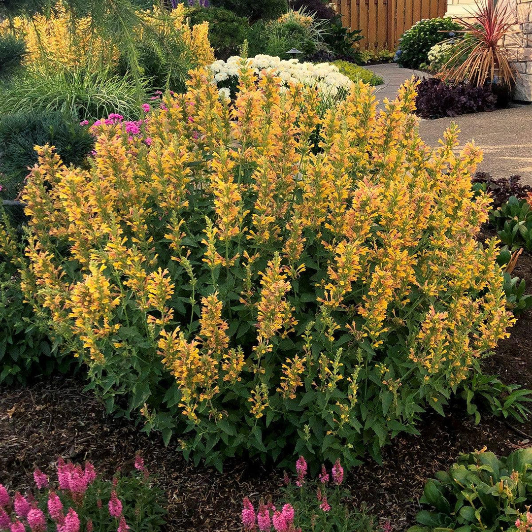 Kudos™ Yellow Hummingbird Mint, Hyssop