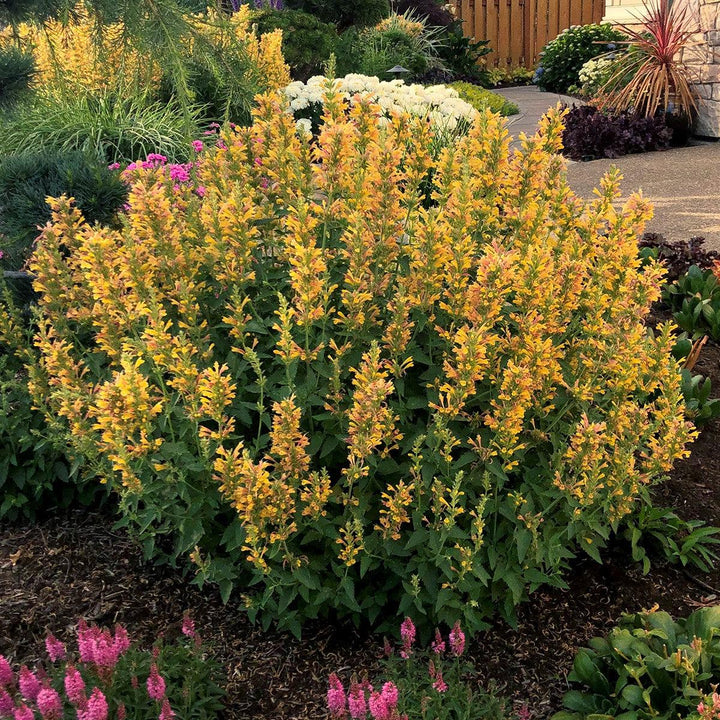 Kudos™ Yellow Hummingbird Mint, Hyssop