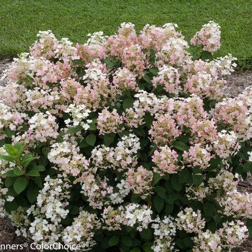 Little Quick Fire® Hydrangea