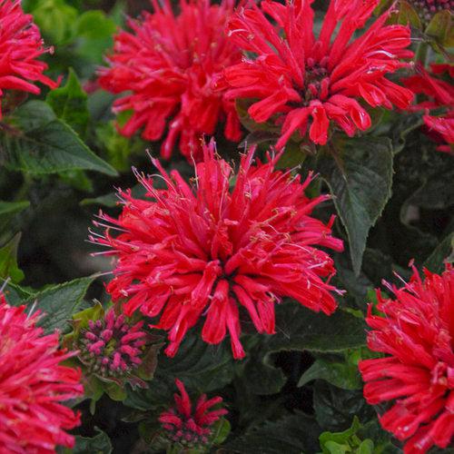 Pardon My Cerise Bee Balm