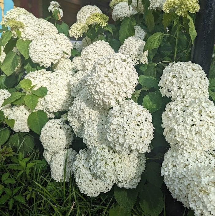 Mophead Hydrangea, Annabelle Hydrangea