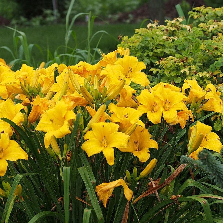 Buttered Popcorn Daylily